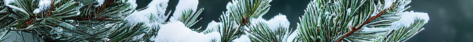 frise offres givrées ski